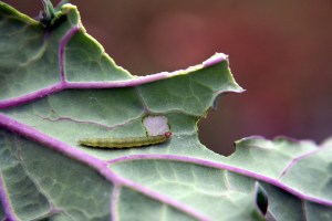 IMG_9256