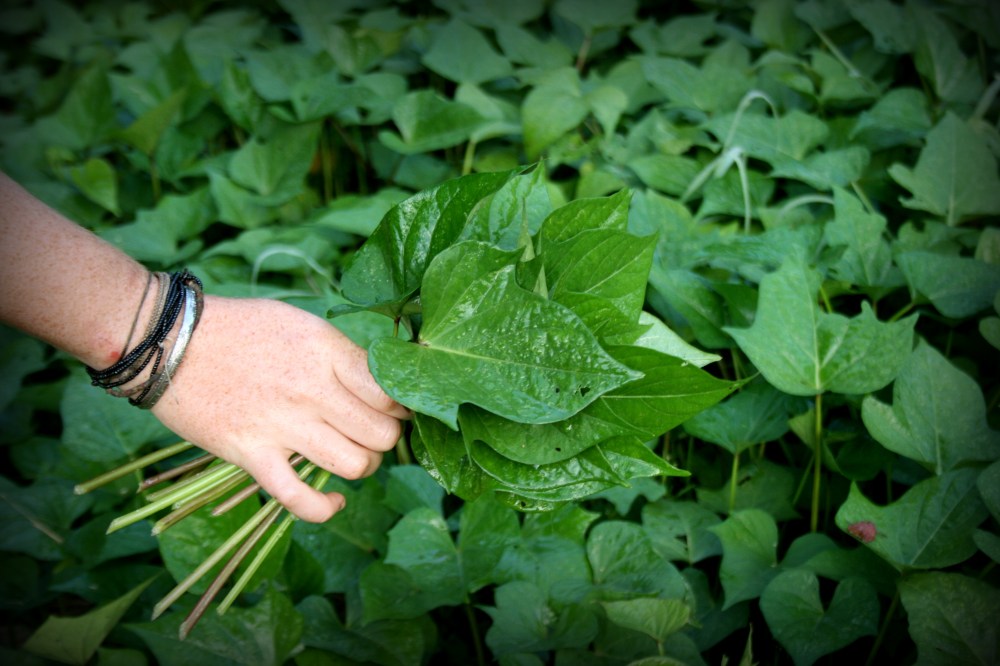 sweet potato leaves