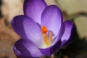 Purple Crocus