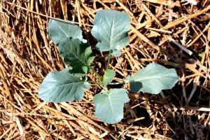 And the broccoli has a new home. 